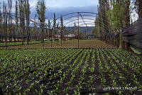 3R 01411 Invernaderos en Chinampa.jpg