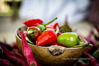 FBA0880 Capsicum annum.jpg