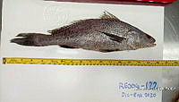 RE006 0054 Totoaba.tif