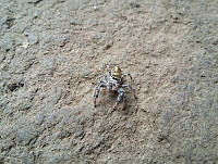 PTF01 Paraphidippus aurantius.jpg