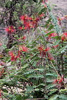 CGL4954 Calliandra grandiflora.jpg