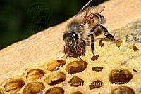 EIHB005 Apis mellifera.jpg