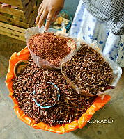 3R00700 Sphenarium purpurascens.jpg