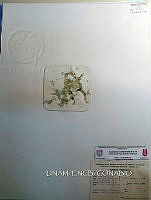 KT016 0079 Anabaina oscillarioides.jpg