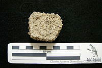 CADR399 Glyptotherium floridanum.jpg