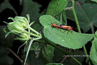 Yolox 3697 Malvaviscus arboreus.jpg