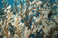 IDG1595 Anthozoa.jpg