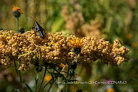 IMDOC4181 Sphenarium purpurascensChapulín.jpg
