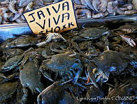 LRP0368 Callinectes sp..jpg