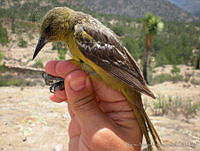 KMS0041 Icterus parisorum.jpg