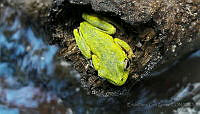 EDCZ01 Hylidae.jpg