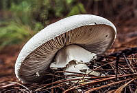 ES01 Agaricus campestris.jpg