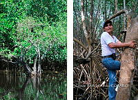 FN005 9 184 La dinamica de los manglares.jpg