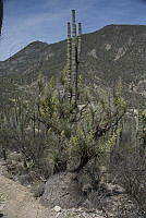 MASM00435 Beaucarnea gracilis.jpg