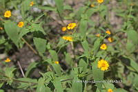 PNQ 0029 Acmella repens.jpg
