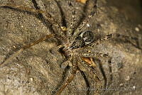 MASM04911 Tinus sp..jpg