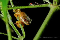JEPS011 Ptychohyla euthysanota.jpg