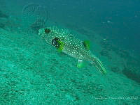 CMGV0145 Arothron hispidus.jpg