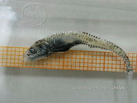 HE009 P 0351 Peces luminosos.jpg