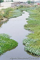 AVM001 Eichornia crassipes.jpg