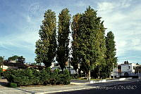MAR0007 Populus nigra.jpg