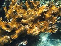 NE018 0205 Acropora palmata.jpg