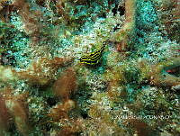 NE018 0737 Felimare picta.jpg