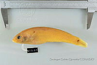 SGQ0728 Halichoeres dispilus.jpg