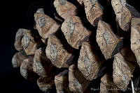 MASM03176 Pinus arizonica var. stormiae.jpg