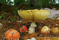 MASM001 Amanita muscaria.jpg