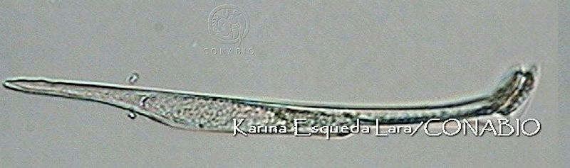 KEL0014%20Amphisolenia%20brevicauda.JPG.jCfNoIj0MQn9tYNhQA3g0JtbmFja29CbnFuZ3NAbXJ6LGtwZwA.V TQDIeuG5