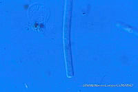 KT018 0209 Phormidium retzii 3.jpg