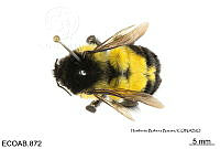 ME006 Abejas 0024 Bombus ephippiatus Say 1839.jpg