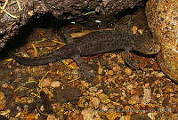 RACA 0042 Ambystoma altamirani.jpg