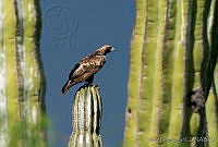 VHL0197 Aquila chrysaetos.jpg