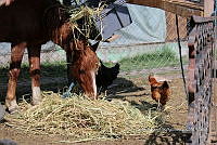 SG002 0129 Equus.jpg