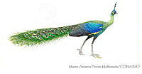 MAPM1102 Pavo muticus.jpg