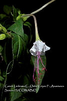Atleq 0349 Mirabilis jalapa.jpg