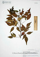 LAC009 Rhus choriophylla.JPG