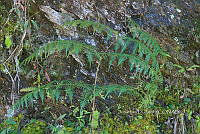 Zongo 0006 Pteridium caudatum.jpg