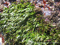 UNAMARC-0005 Caulerpa sertularioides.jpg