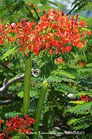 RRR0346 Delonix regia.jpg