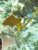 NE018 1031 Millepora alcicornis.jpg