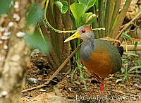 EGP0280 Aramides albiventris.jpg