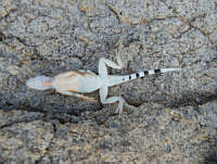 JLE0006 Cophosaurus texanus.jpg