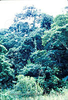 FGM1819 Brosimum alicastrum.JPG