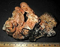 RGO0130 Lactarius  sanguifluus.JPG