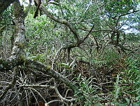 LRGA001 Rhizophora mangle y Acrostichum aureum.jpg