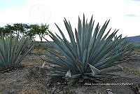 RG019 0341 Agave americana.jpg