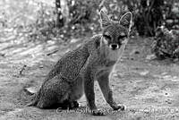 CSGHQ008-171 Urocyon cinereoargenteus.jpg